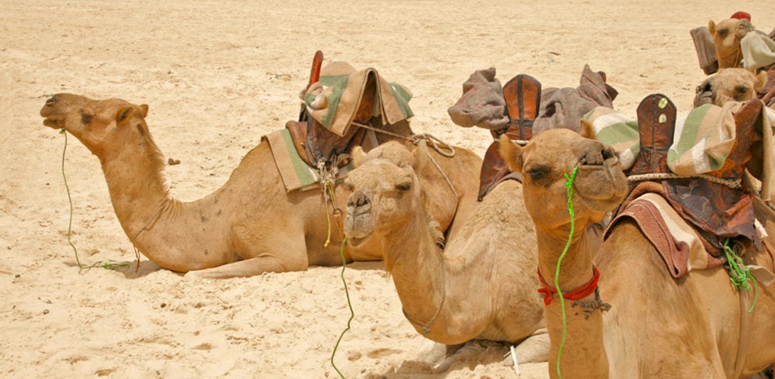 promenade en chameau